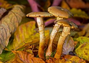 꽃송이버섯 효능 먹는방법 가격