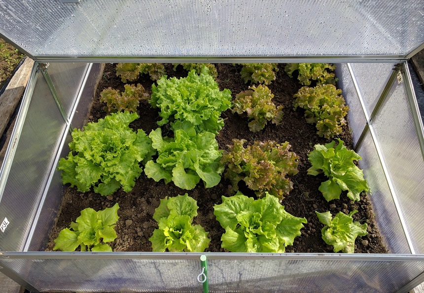 베란다 텃밭 상추키우기 봄에 키울 수 있는 채소 종류