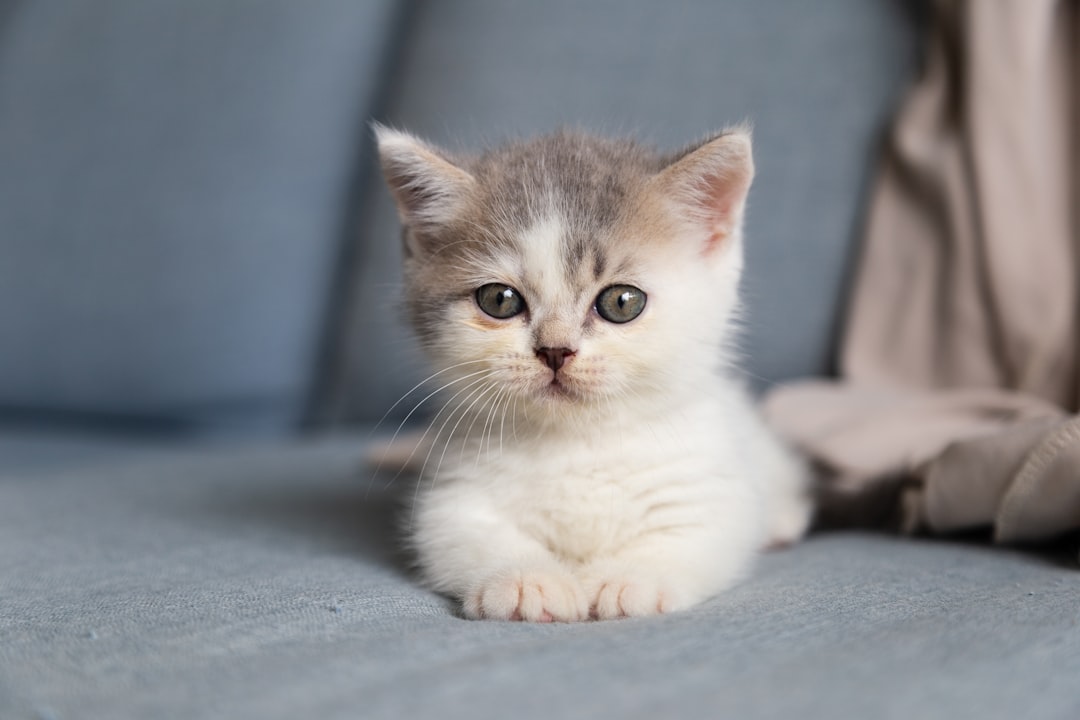 Kitten.