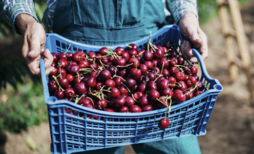 체리의효능몸에좋은이유