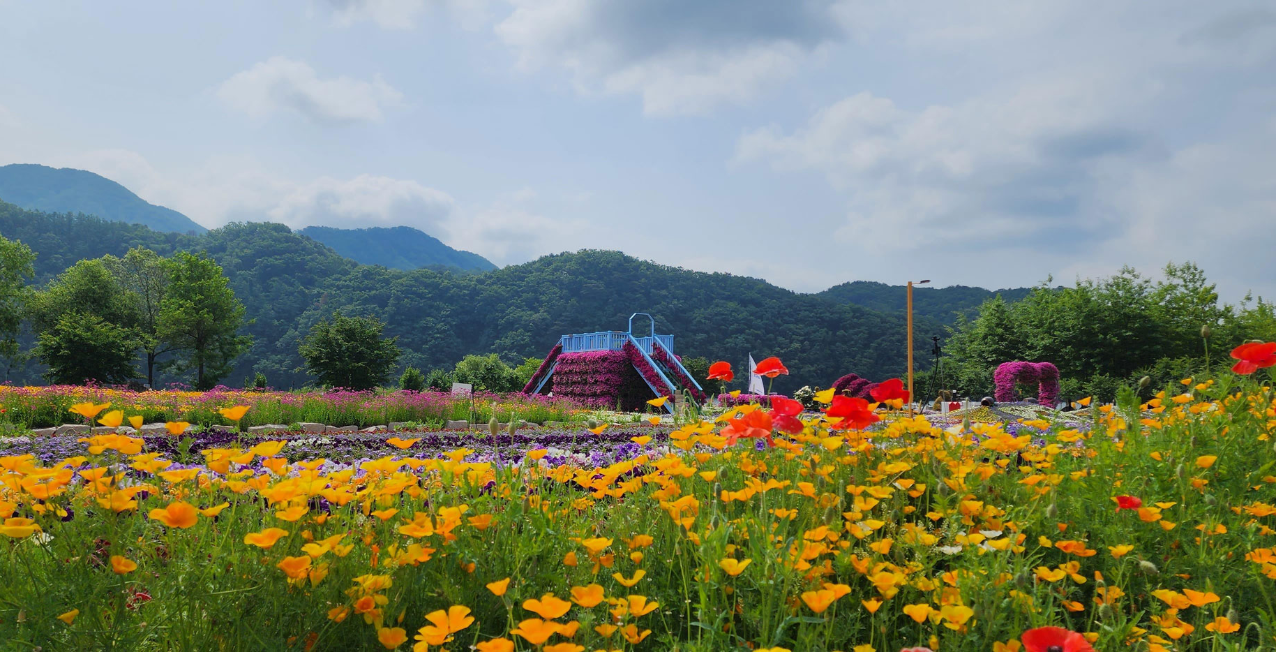 자라섬 꽃축제