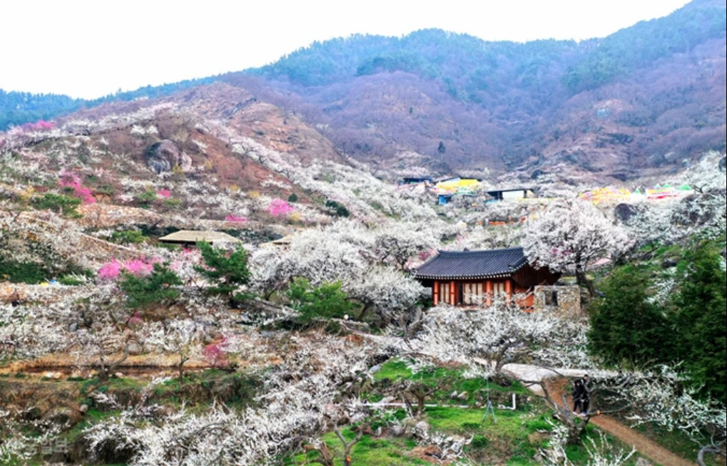 매화축제사진