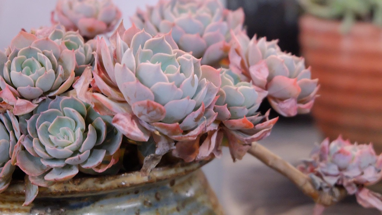 관상용 희귀 식물 – 흑장미 다육이