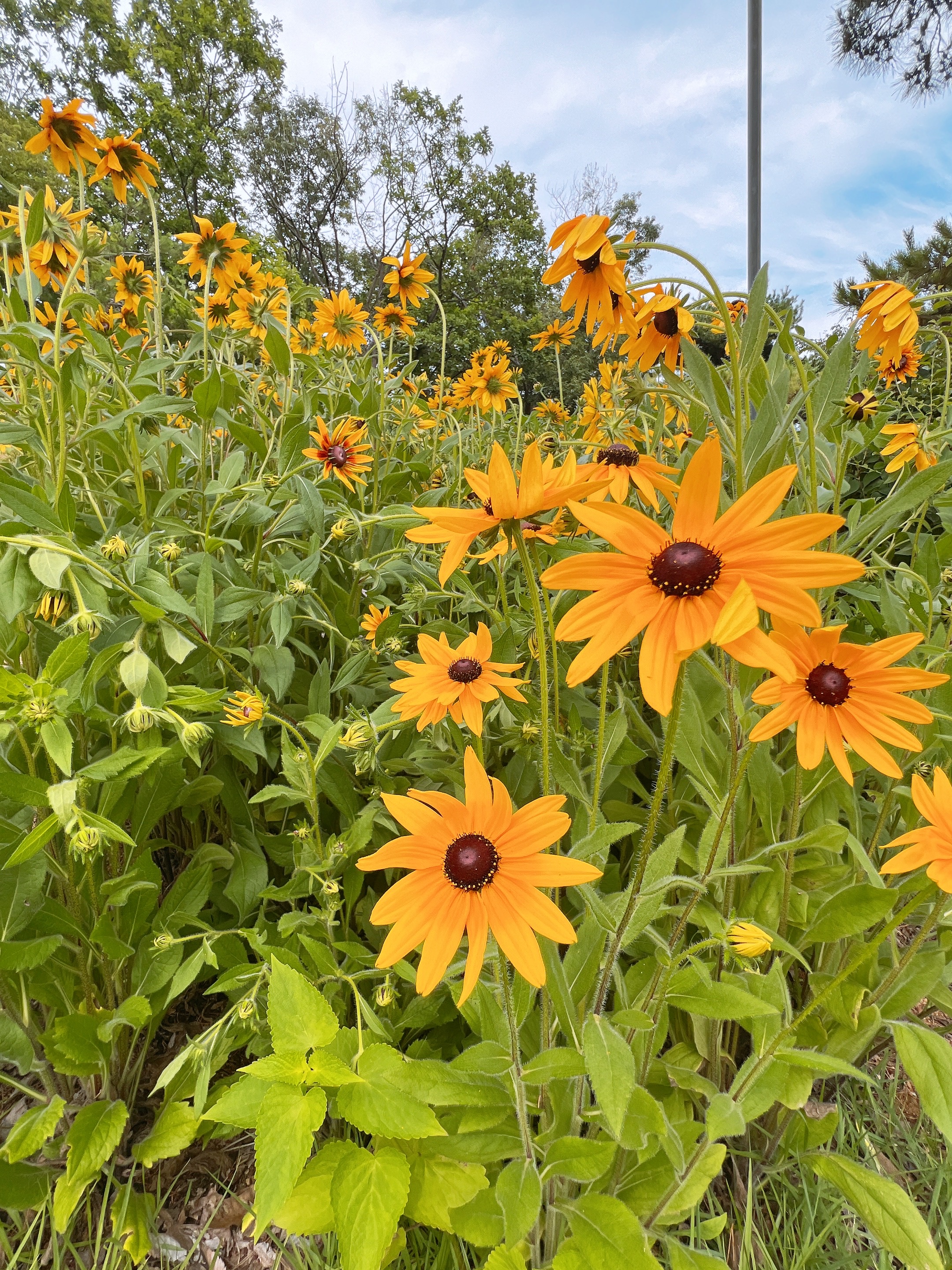 어실정원 시작카페, 양산카페, 양산가볼만한곳, 양산아이와가볼만한곳, 어실정원, 양산어실정원, 양산 수국카페