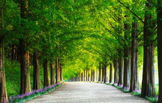 전남 담양 메타세쿼이아길 전경