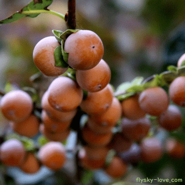 고혈압에 좋은 고욤나무