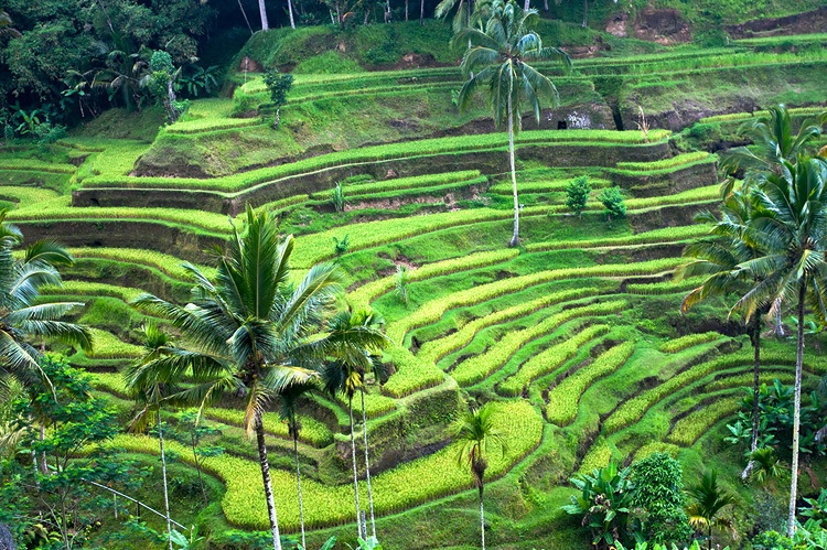 발리여행 꿀팁 (주의사항, 준비물)
