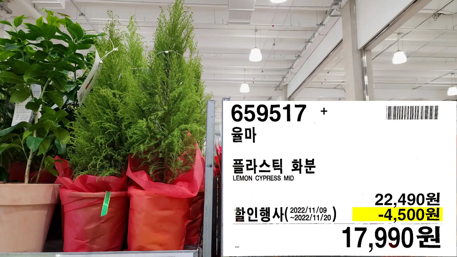 율마
플라스틱 화분
LEMON CYPRESS MID
17,990원