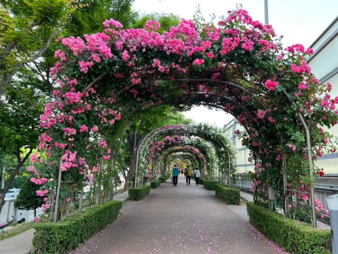 중랑 서울장미축제