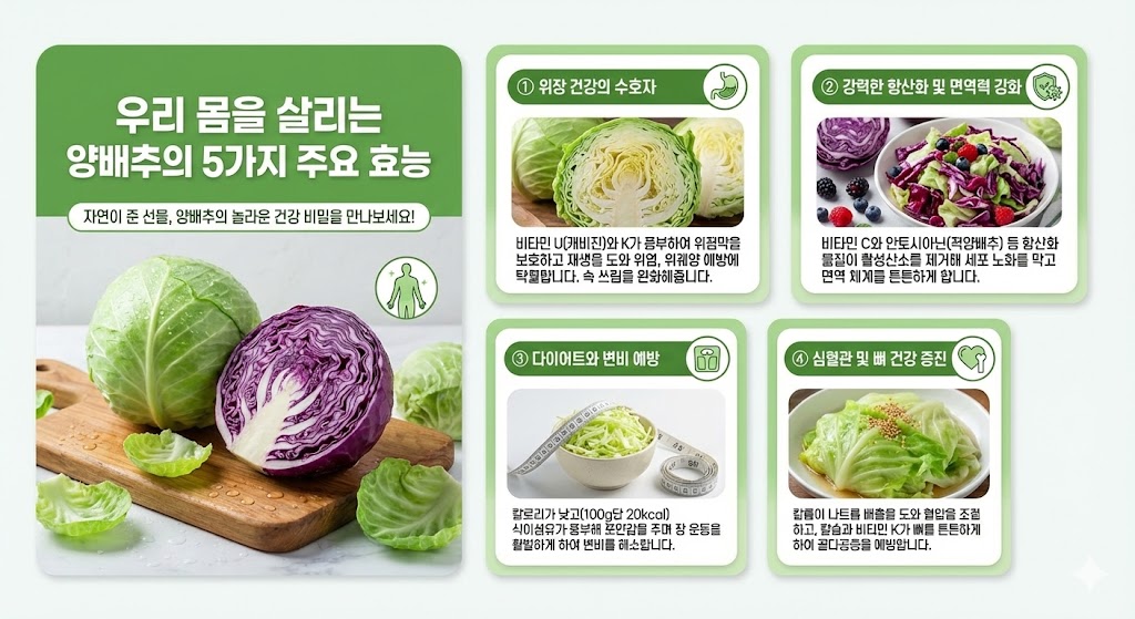 양배추 효능