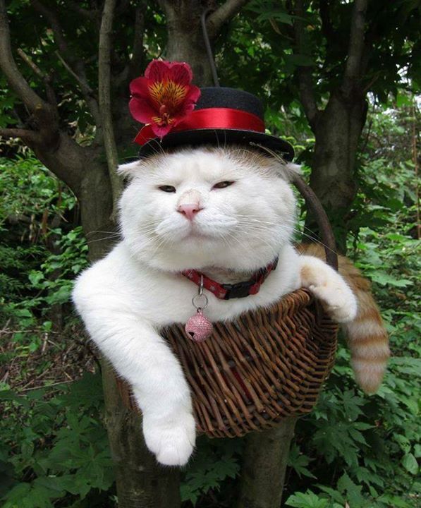 고양이 인식 변화