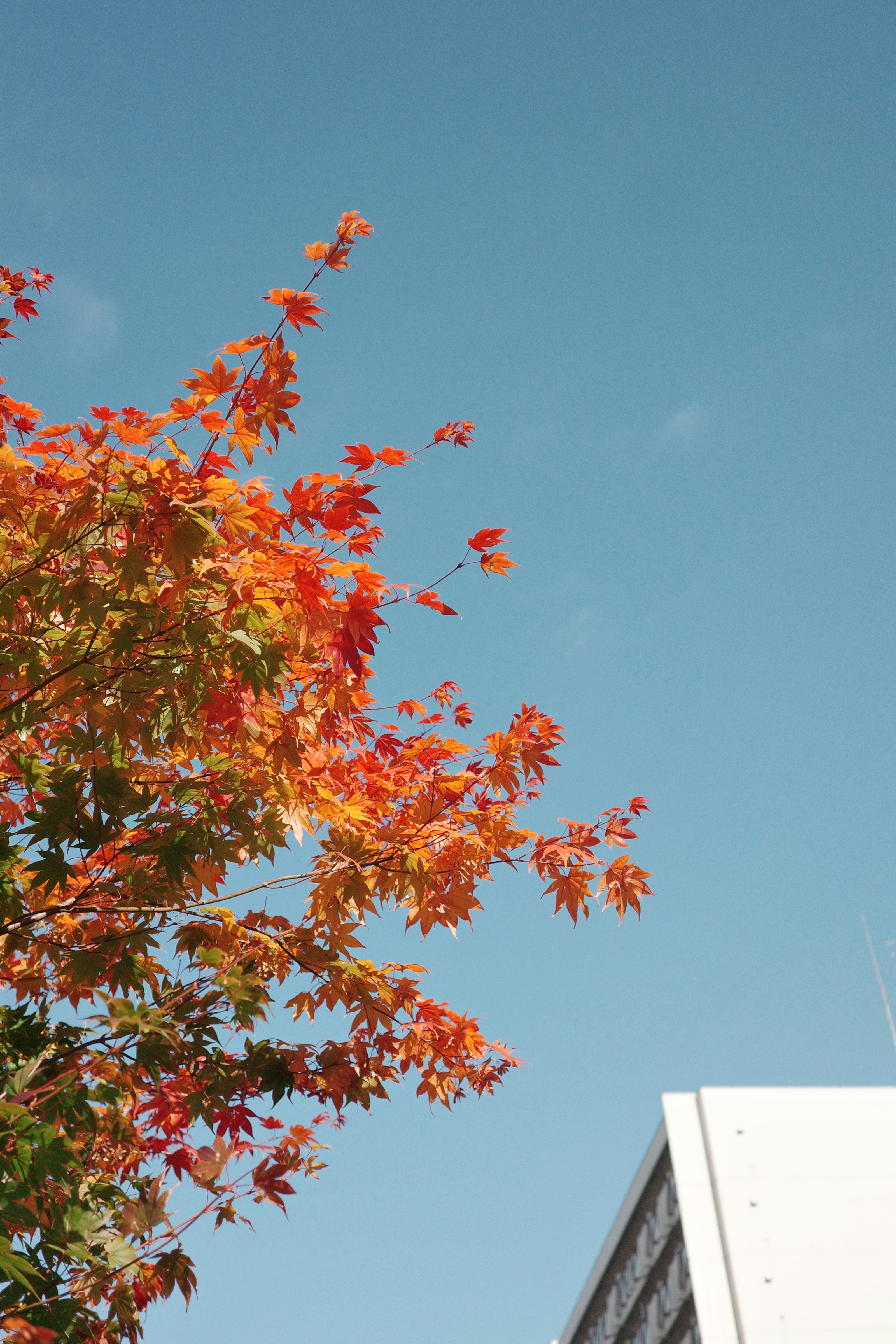 2025년 가을 단풍시기 와 명소 총정리