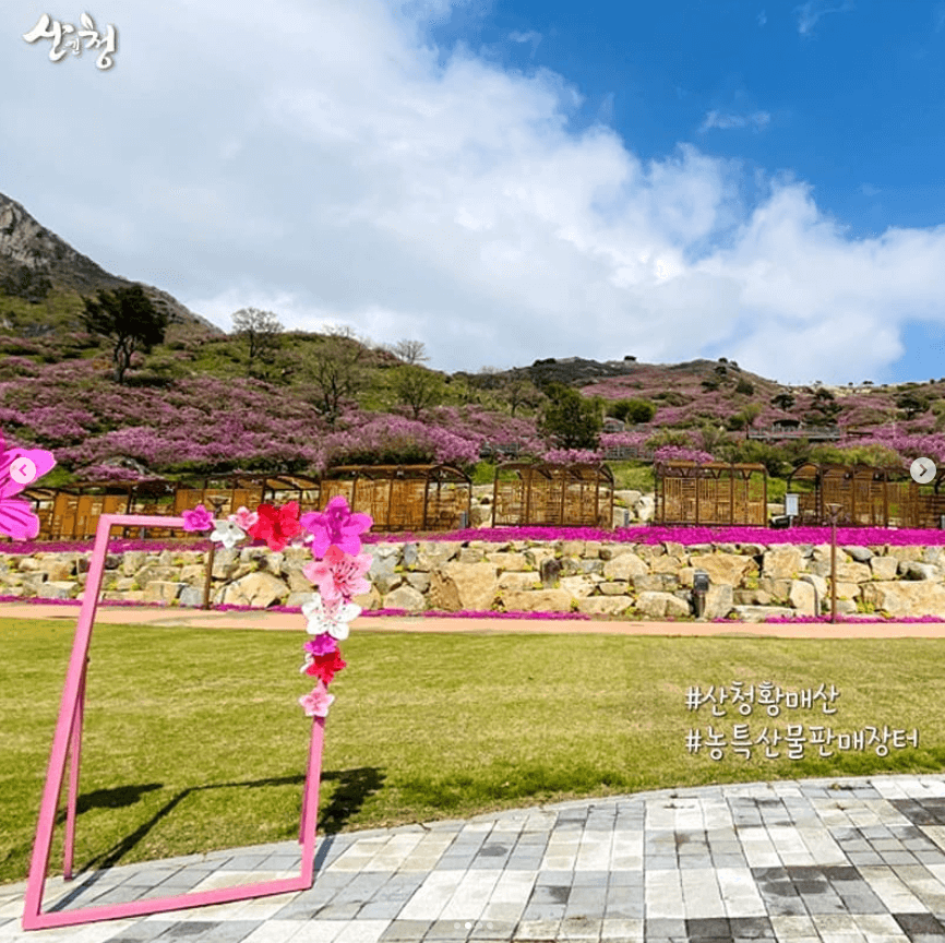 황매산 철쭉축제 기간