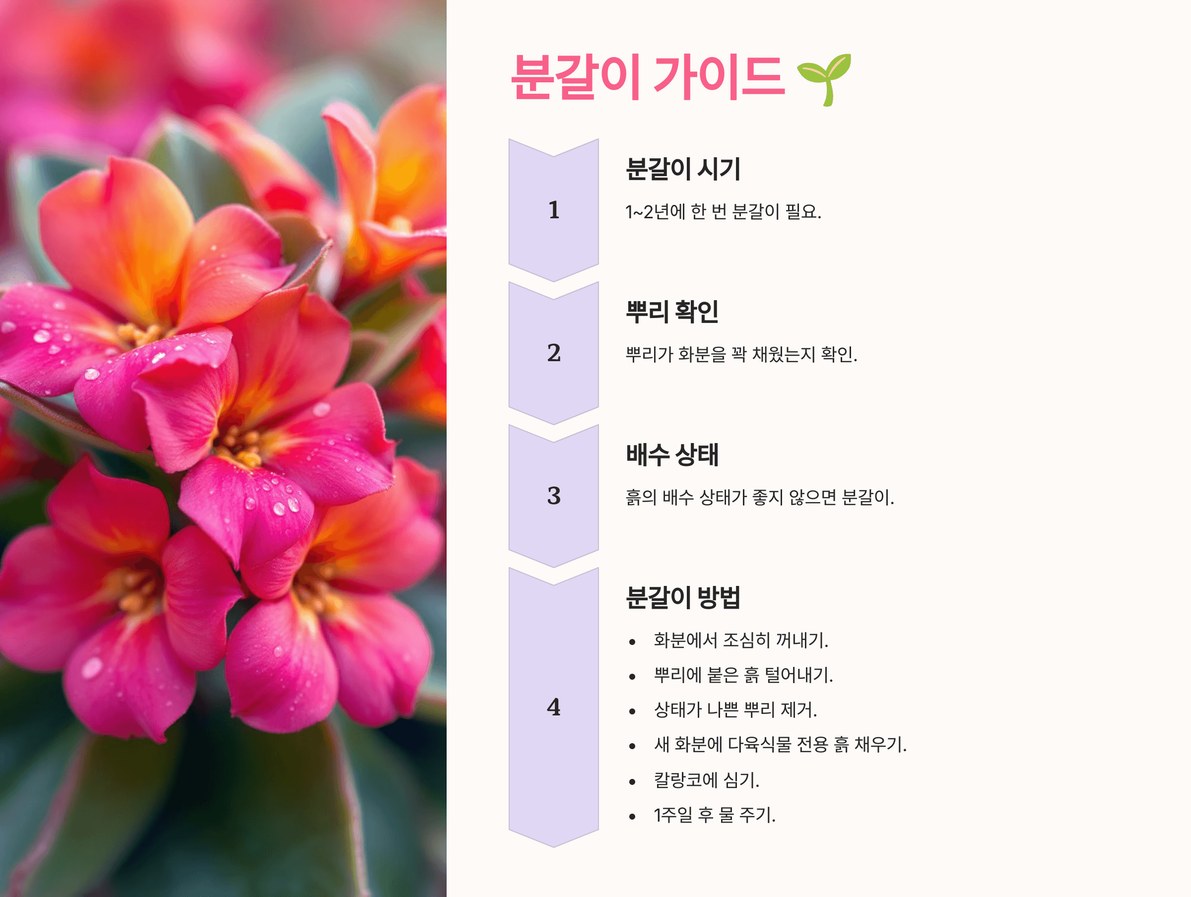 칼랑코에 사진입니다.