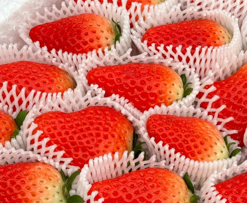 6시내고향 논산 킹스베리 포장된 모습