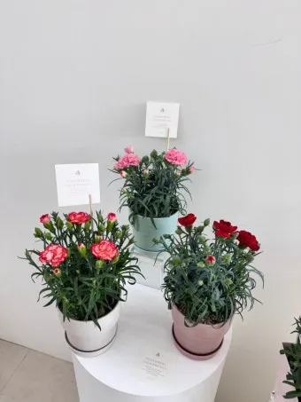 카네이션 화분 키우는 방법 생화 꽃바구니 관리_21