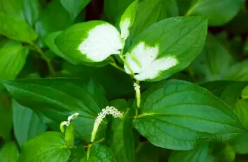 삼백초 효능 및 영양성분&amp;#44; 주의점
