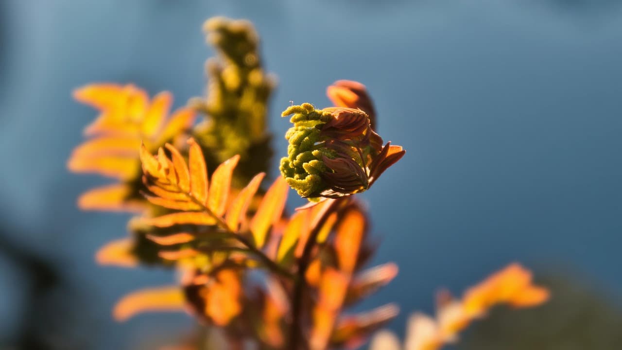 고사리 실내 정원 창업 공간·카페 인테리어에 적용하는 녹색 트렌드