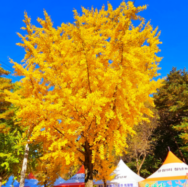 홍천은행나무숲-절정-개방시간