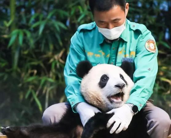 푸바오와 강할아버지