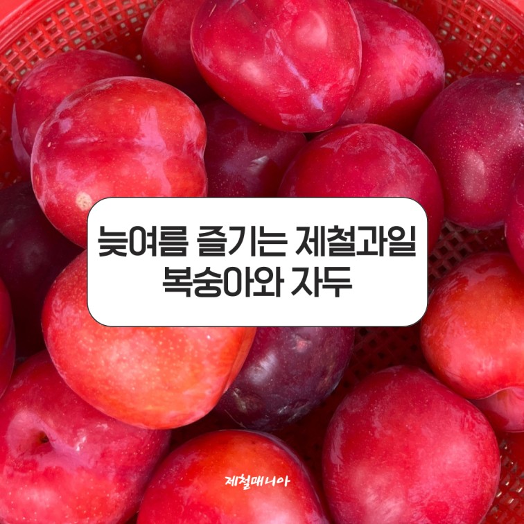 신비복숭아