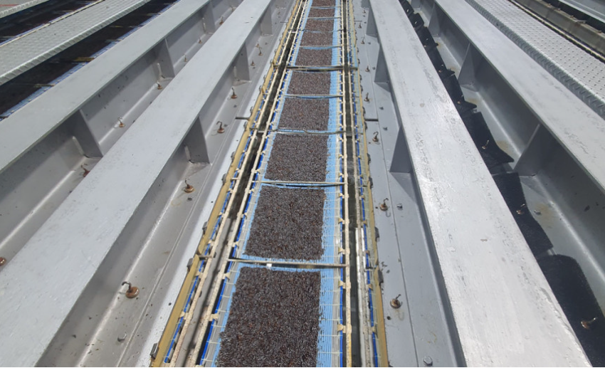 생방송투데이 태안 곱창돌김 가격 및 구매 정보 태안김장수