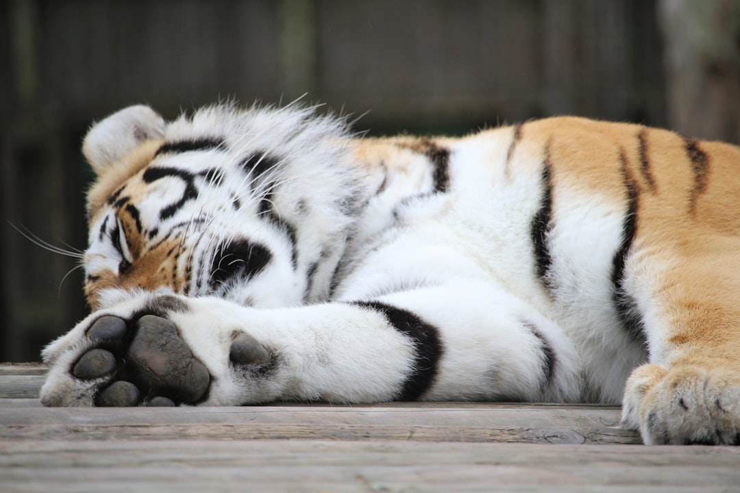 Paw
