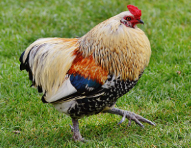 닭띠 2025년 운세