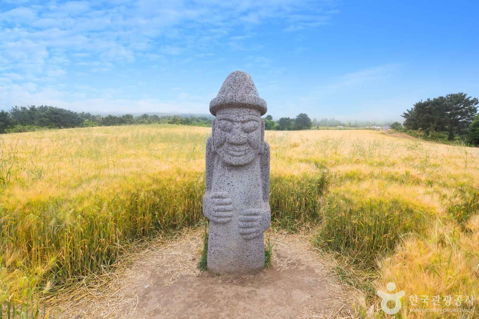 제주 오라동메밀밭