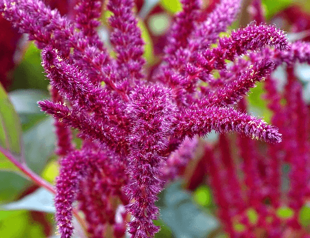 자주색의 기다란 아마란스꽃들이 풍성하게 피어있다.