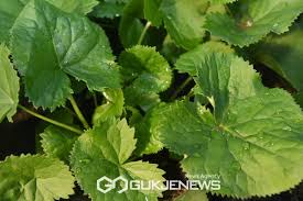 청춘양구 곰취 축제 그린페스타 기본일정과 공연 및 특징 소개 서지오 화자 나태주 케이시 코요태 경서 노브레인 출연