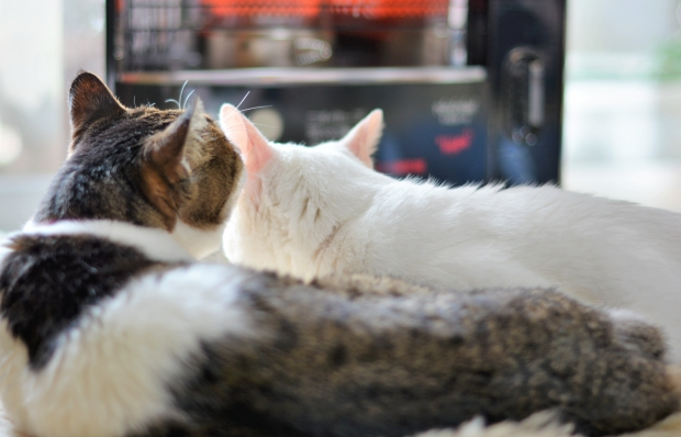 고양이
