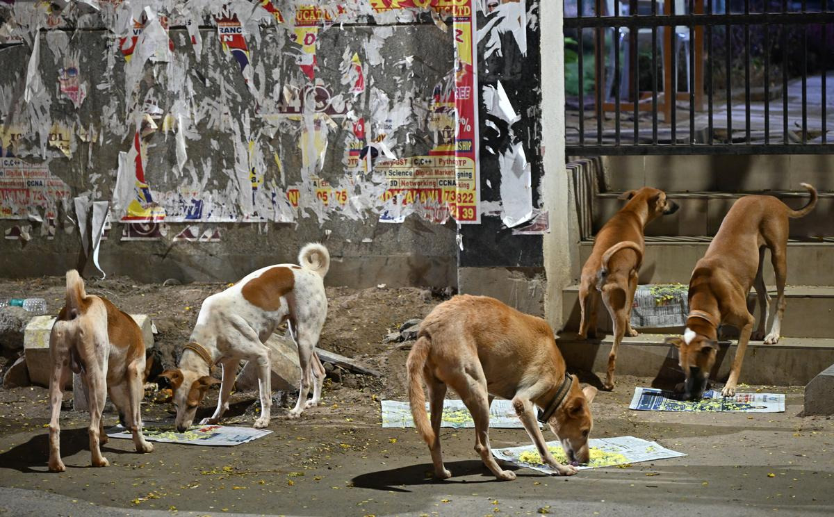 사람들이 저렇게 신문지에 음식을 주기도 합니다.