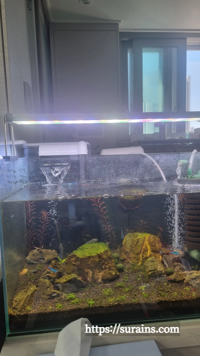 수초 어항 조명 쿠바펄 추천 트윈스타 450c 사용 후기