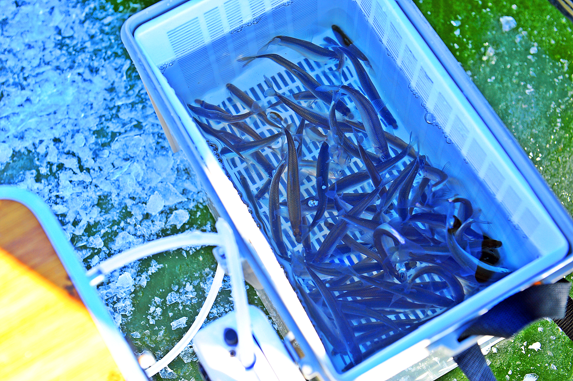 강화 양오 빙어 축제