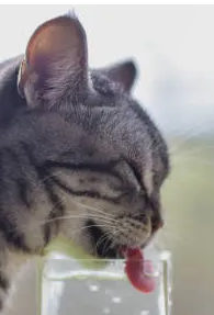 고양이에게 위험한 음료