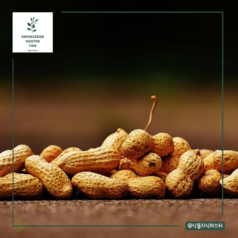 땅콩 캐는 시기, 정확한 시기에 수확
