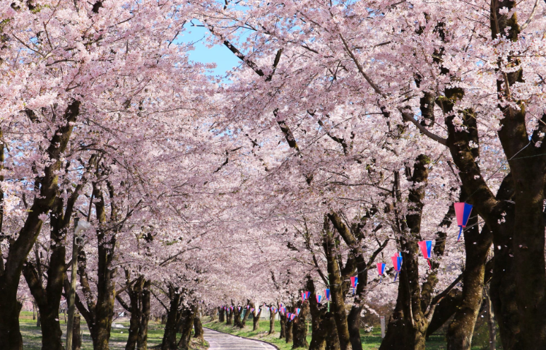 아카기벚꽃축제 -이미지출처-일본정부관광국