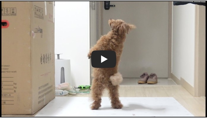 강아지 유튜버 순위 TOP 10 3