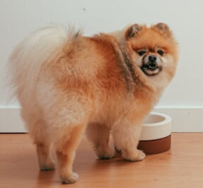 반려견이 갑자기 물그릇 위치를 헷갈리는 이유