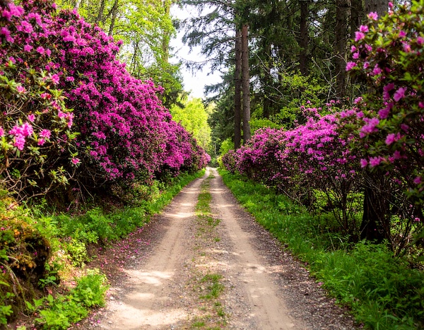 황매산철쭉축제 황매산정상 가는 등산 코스