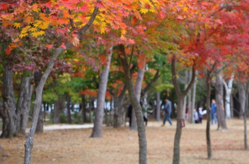 가을에 꼭 가야하는 단풍이 유명한곳 BEST 5곳