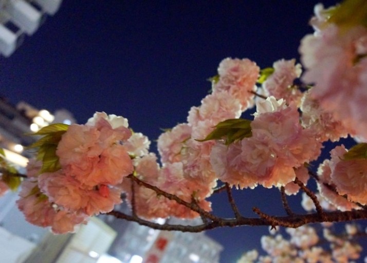 2024 일본벚꽃 개화시기 만개 예상일 : 오사카&amp;#44; 후쿠오카&amp;#44; 나고야 여행코스