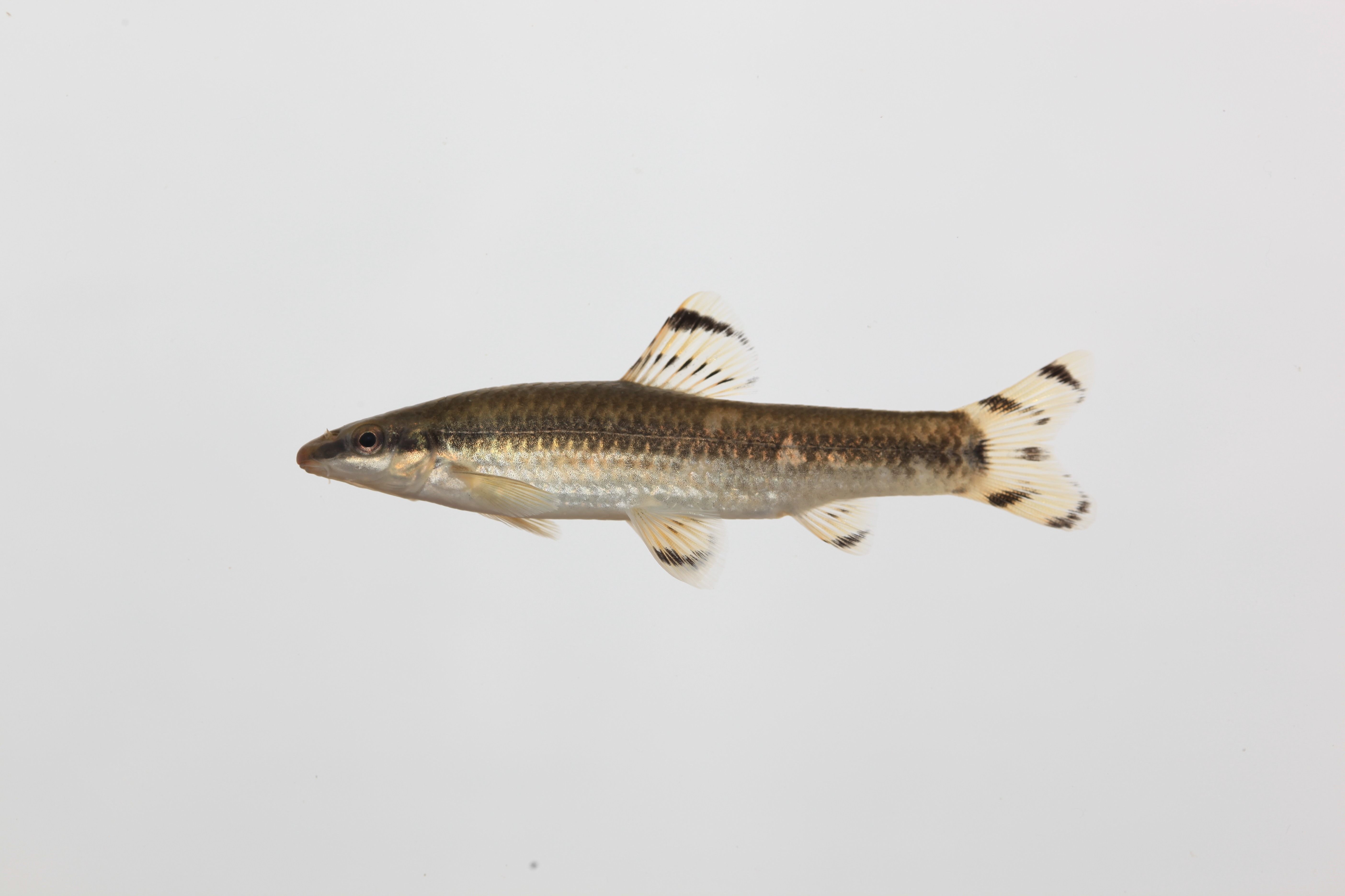 멸종위기 야생동물 감돌고기|한강에서 사라지는 민물고기의 경고