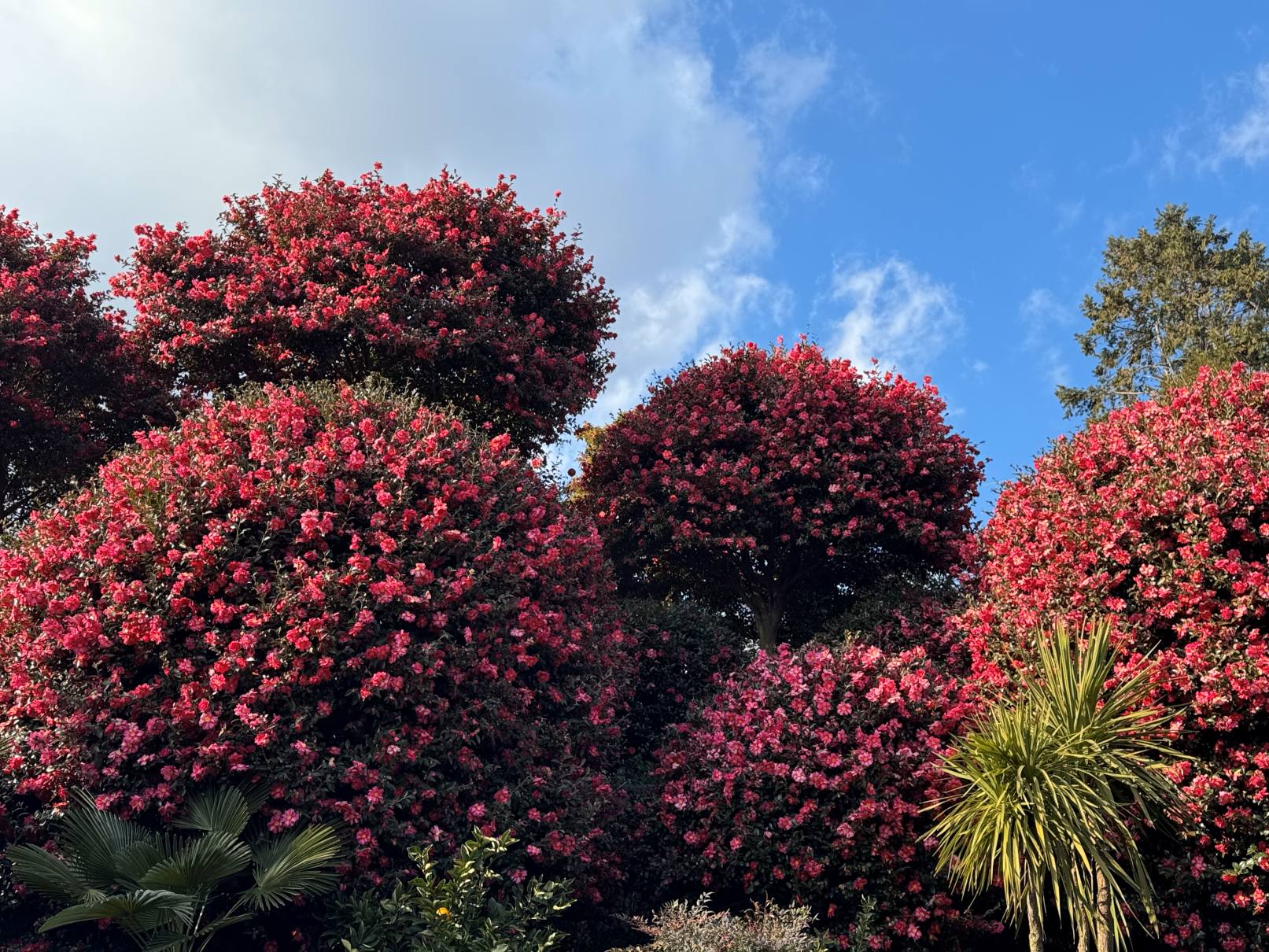 제주 동백수목원 동백꽃 사진1