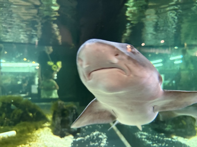 상어 먹이주기 체험