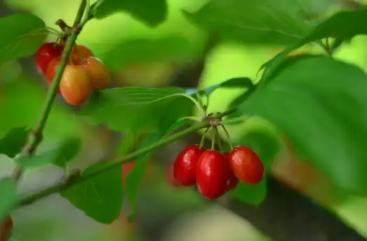 산수유 효능효과 먹는 방법과 부작용