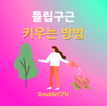 튤립구근 키우기