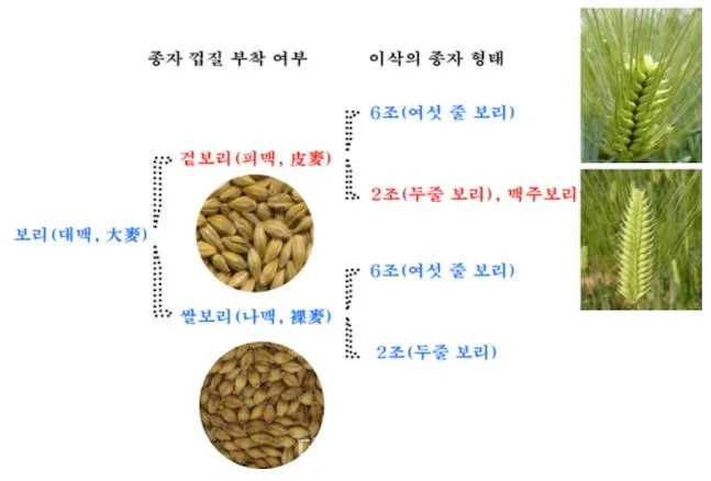 겉보리와 쌀보리의 차이와 가격 비교_6