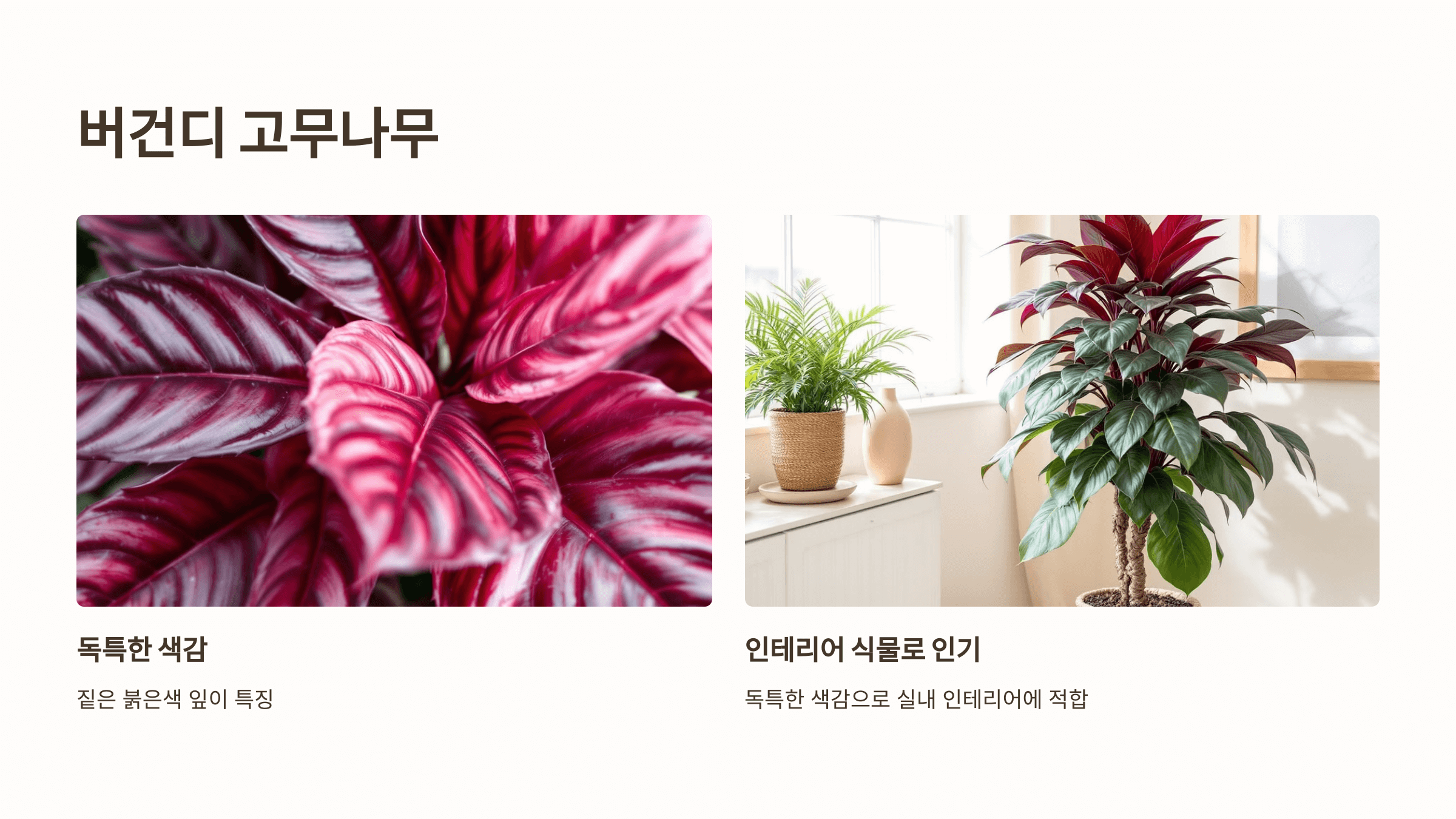 고무나무와 관련된 사진입니다.